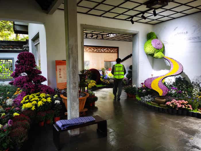 <b>菊花造型种类-悬崖菊球菊塔菊等分类图鉴-花不同园艺</b> 实景图案例