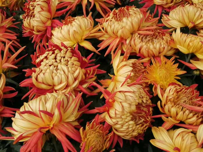 <b>菊花展全案服务 | 从设计到落地一站式解决 - 花不同园艺</b>实景案例展示
