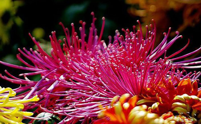 <b>菊花种苗繁育技术-4种方法 - 花不同园艺</b>