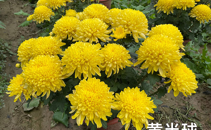 <b>帅旗菊花-传统名贵品种鉴赏与养护技巧 - 花不同园艺</b> 实景图案例