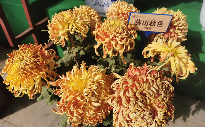 品种分类-产品实拍