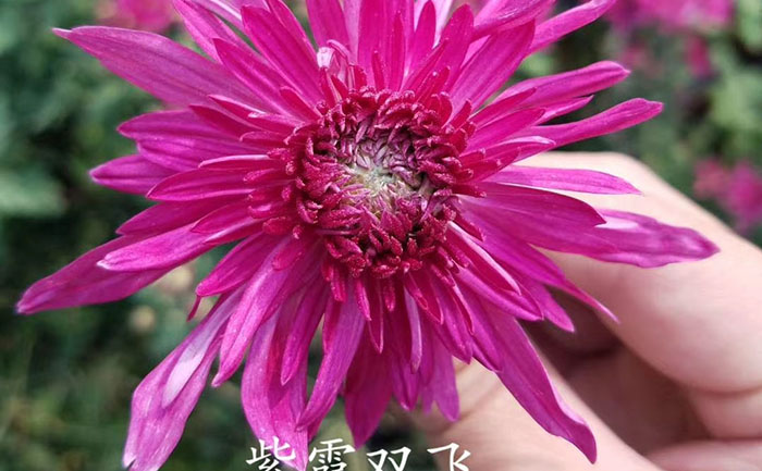 品种大全-产品实拍