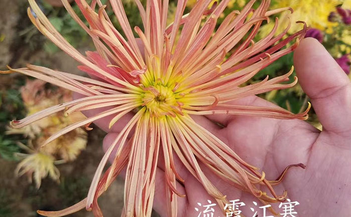 开封菊花-产品实拍