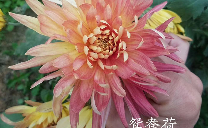 品种分类-产品实拍