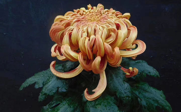 盆栽菊花-产品实拍