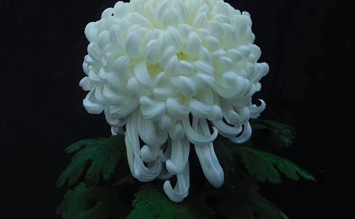 品种大全-产品实拍