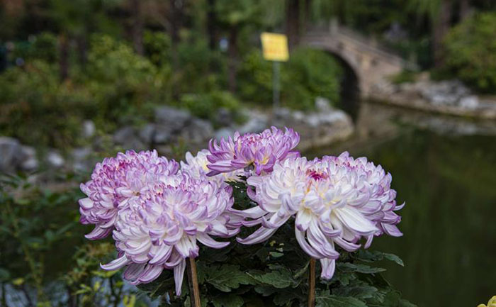 种植技术-产品实拍