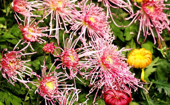 <b>菊花病虫害防治-全年防护攻略 - 花不同园艺</b>