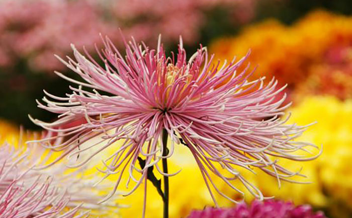 品种大全-产品实拍