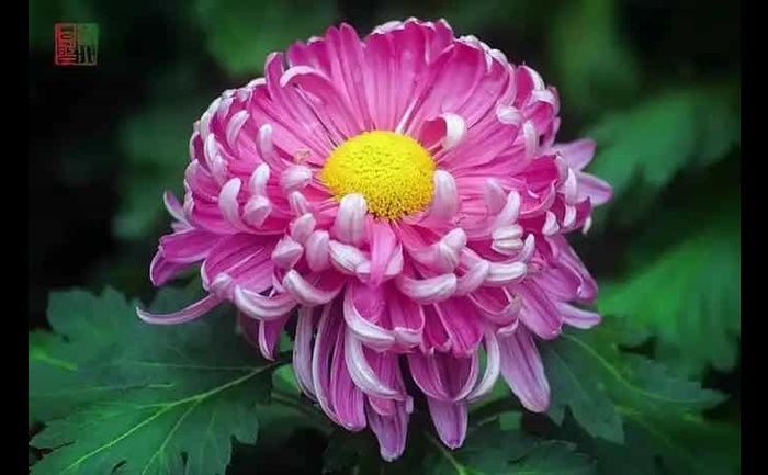 盆栽菊花-产品实拍