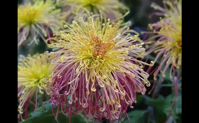 盆栽菊花-产品实拍