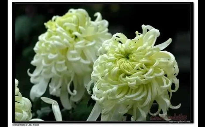 菊花茶-产品实拍