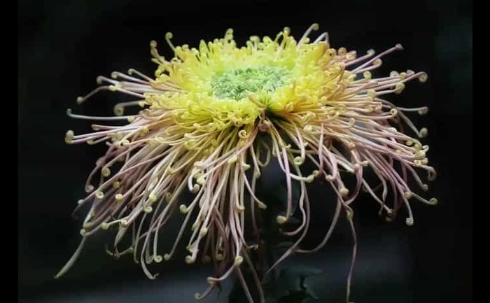 品种大全-产品实拍