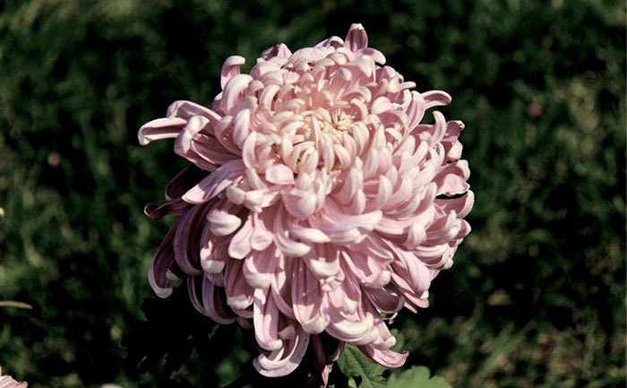 <b>菊花种苗常年供应-四季发货 - 花不同园艺</b>