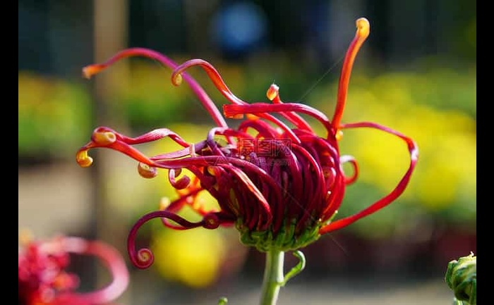 菊花茶-产品实拍