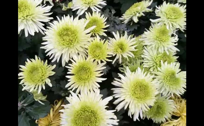 盆栽菊花-产品实拍