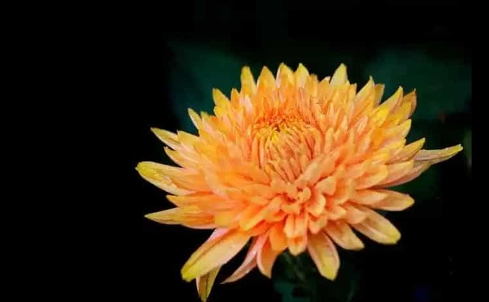 品种大全-产品实拍