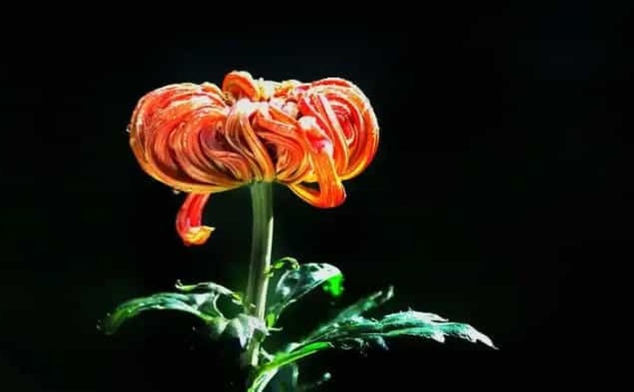 菊花茶-产品实拍