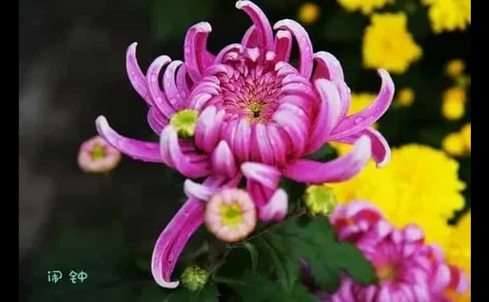 菊花茶-产品实拍