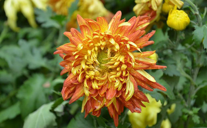 品种大全-产品实拍