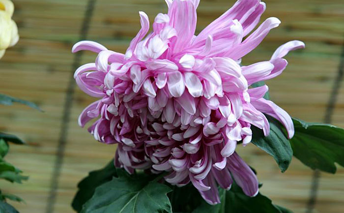 品种大全-产品实拍