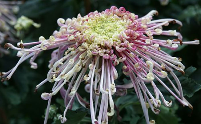 <b>菊花种植技术指南-从入门到精通 - 花不同园艺</b>