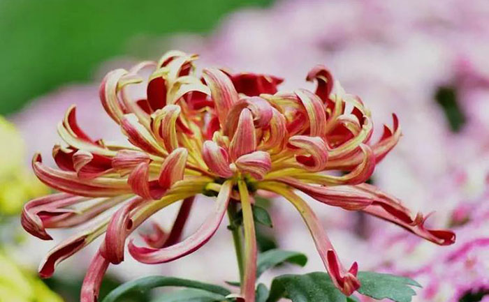 菊花茶-产品实拍