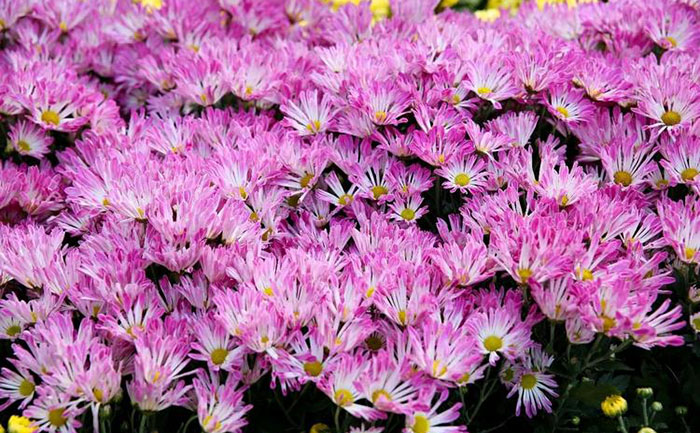 品种大全-产品实拍