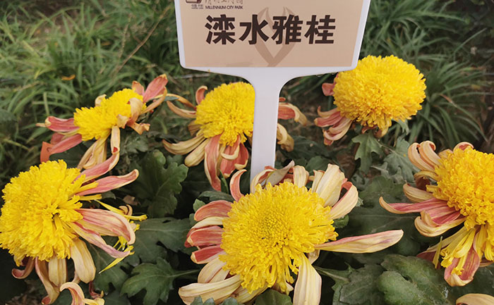 品种大全-产品实拍