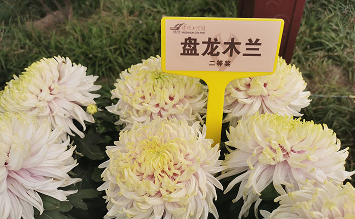 菊花茶-产品实拍