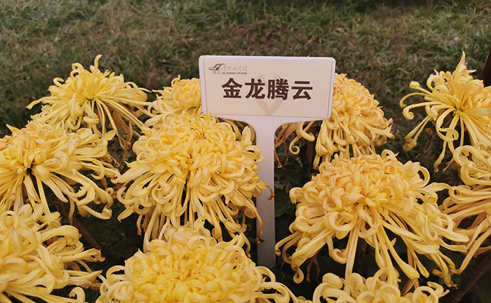 乒乓菊养护技巧-开花不断的秘诀 - 花不同园艺