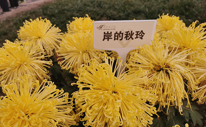 <b>菊花修剪方法-3个黄金时段 - 花不同园艺</b>