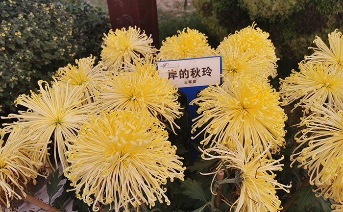 <b>千头菊种苗批发-多色可选 - 花不同园艺</b>实景案例展示