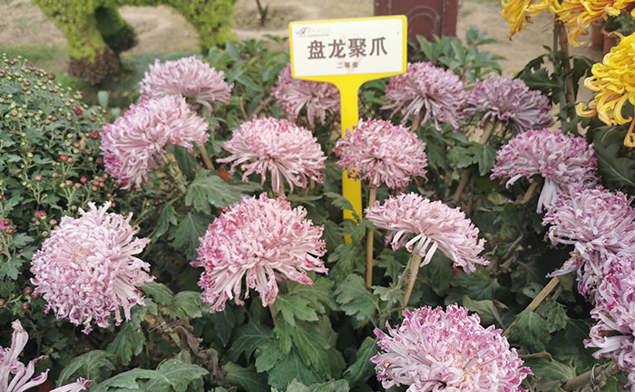 <b>开封菊花几月开-花期时间表 - 花不同园艺</b>实景案例展示