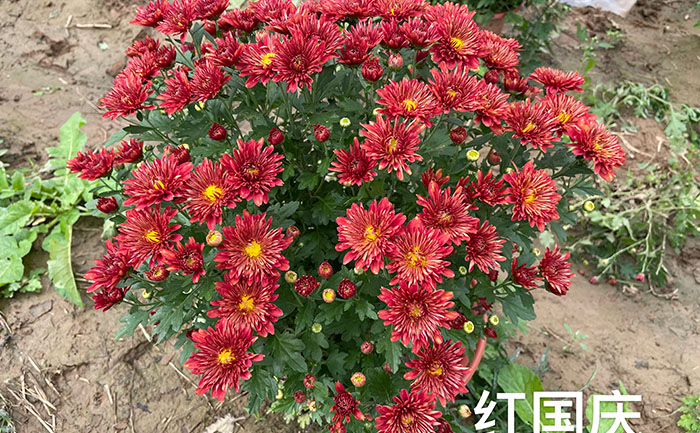 产品中心-产品实拍