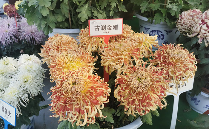 国庆小菊种苗批发-国庆开花 - 花不同园艺