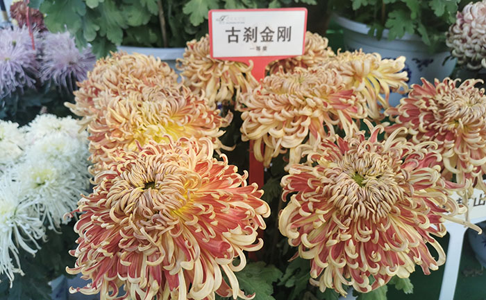 盆栽菊花-产品实拍