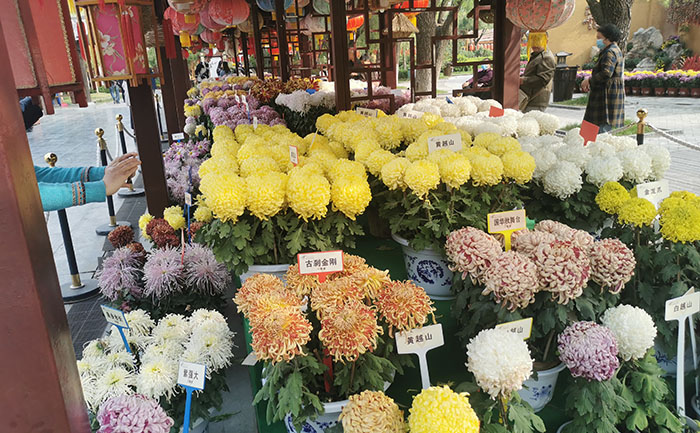 3.27 菊花种苗批发基地直供-价格透明