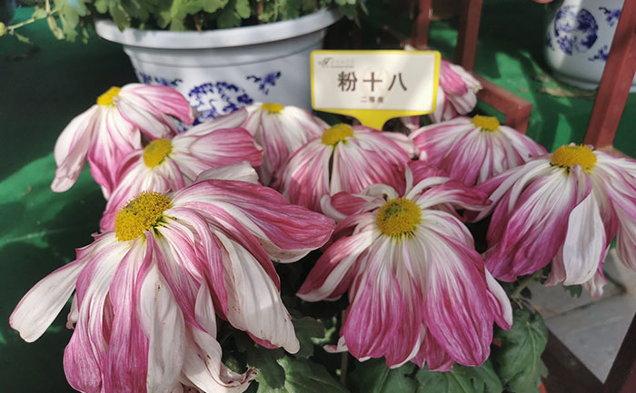 品种分类-产品实拍