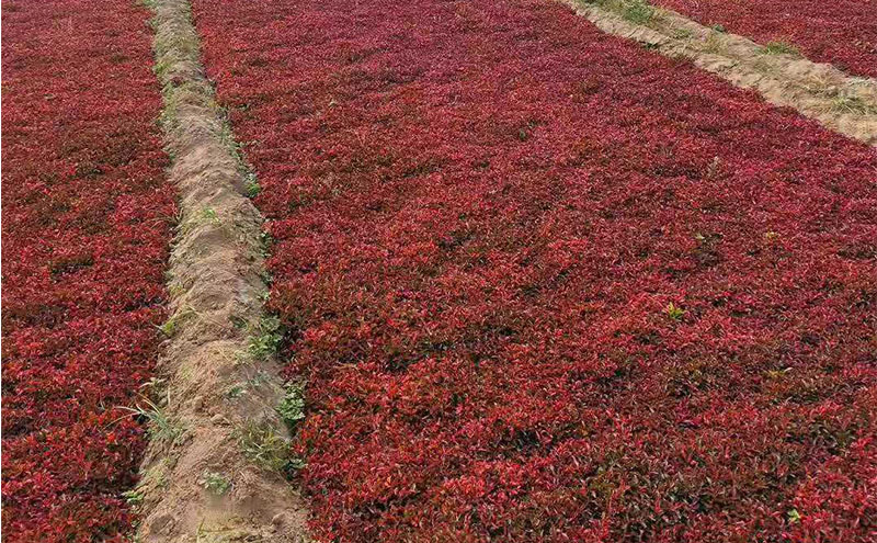 五色草红草种苗基地