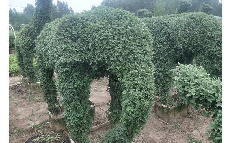 大象菊花造型