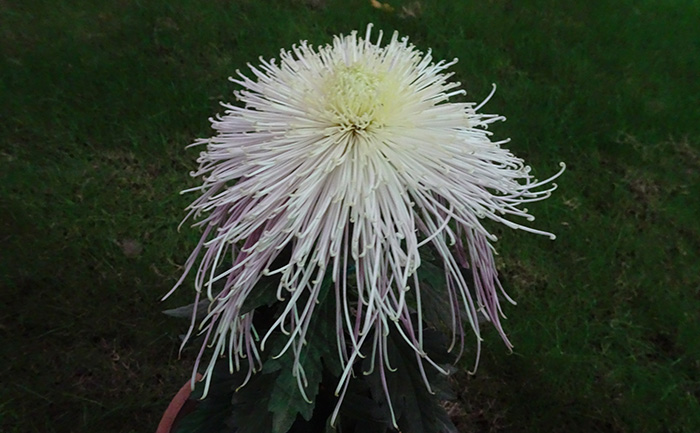 名贵菊花品种种苗-十丈垂帘菊花种苗