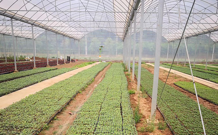 开封花不同花卉国庆菊菊花种植基地