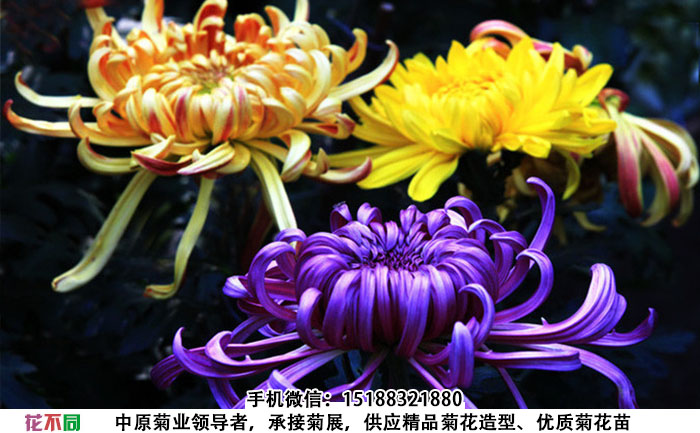 精品案头菊