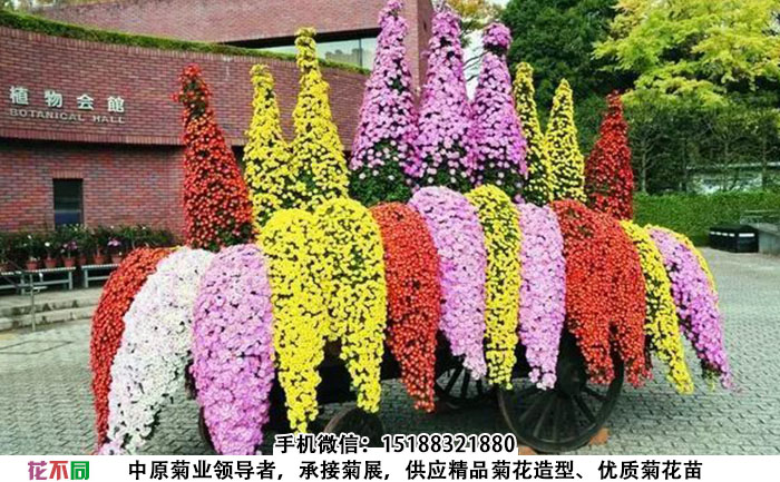 悬崖菊制作的花车
