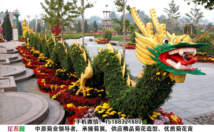 园艺工人在对菊花造型进行修剪作业