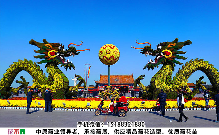 嫁接型造型菊双龙戏珠高清大图