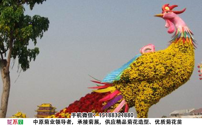 园艺工人养护菊花造型
