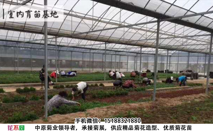 金丝皇菊室内育苗基地