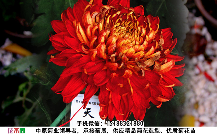 天下一品菊花图片